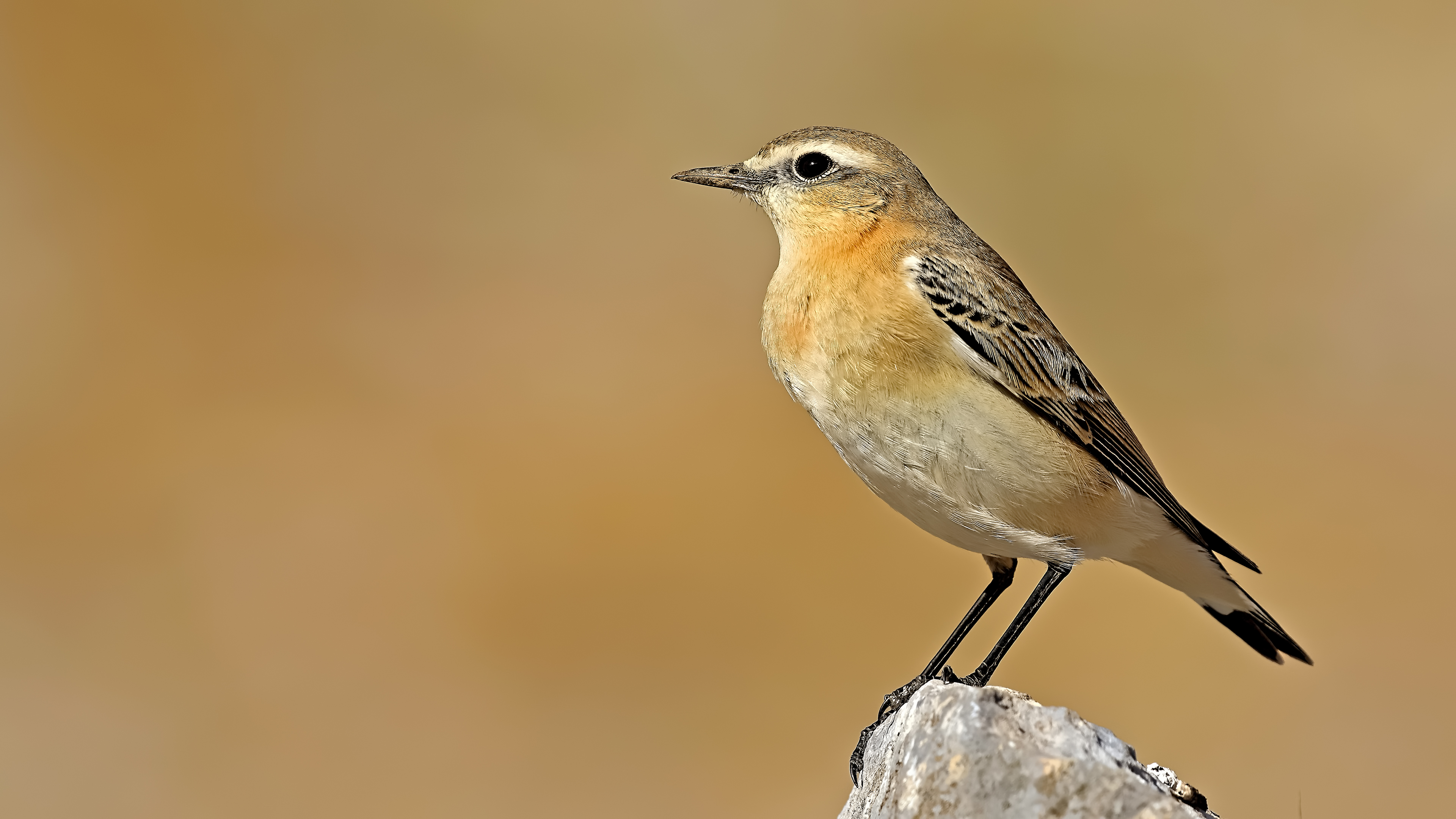 Northern Wheatear